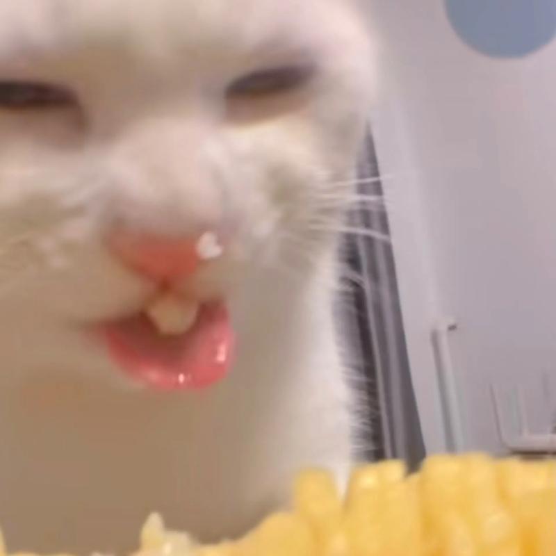 猫咪能吃玉米酥脆棒吗
