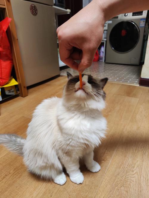 猫咪能吃胡萝卜干吗